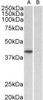 43-003 (0.3ug/ml) staining of NIH3T3 lysate (35ug protein in RIPA buffer) . Primary incubation was 1 hour. Detected by chemiluminescence.