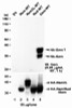 HEK293 lysate (10ug protein in RIPA buffer) overexpressing Human KCNIP3 with C-terminal MYC tag probed with 43-040 (1ug/ml) in Lane A and probed with anti-MYC Tag (1/1000) in lane C. Mock-transfected HEK293 probed with 43-040 (1mg/ml) in Lane B. Primary