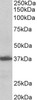 43-048 Flow cytometric analysis of paraformaldehyde fixed NIH3T3 cells (blue line) , permeabilized with 0.5% Triton. Primary incubation 1hr (10ug/ml) followed by Alexa Fluor 488 secondary antibody (1ug/ml) . IgG control: Unimmunized goat IgG (black line) f