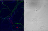 Cell line 143B overexpressing Human AARS2 and probed with 43-051 (mock transfection in second lane) . Data obtained from Henna.Tyynismaa, University of Helsinki, Finland.