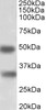 43-054 (1ug/ml) staining of HeLa and Mouse D3 (ES) lysates (35ug protein in RIPA buffer) . Data obtained from Hisao Masai, Tokyo Metropolitan Institure of Medical Science, Japan. Primary incubation was 1 hour. Detected by chemiluminescence. <strong>This d