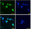 43-063 (0.1ug/ml) staining of HeLa lysate (35ug protein in RIPA buffer) . Primary incubation was 1 hour. Detected by chemiluminescence.