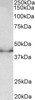 43-064 (5ug/ml) staining of paraffin embedded Human Cortex. Steamed antigen retrieval with citrate buffer pH 6, AP-staining.