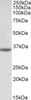 43-069 (1ug/ml) staining of Amygdala lysate (35ug protein in RIPA buffer) . Primary incubation was 1 hour. Detected by chemiluminescence.