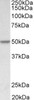 43-073 (5ug/ml) staining of paraffin embedded Human Tonsil. Steamed antigen retrieval with citrate buffer Ph 6, AP-staining.