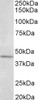 43-074 (0.5ug/ml) staining of NIH3T3 (A) and HeLa (B) lysates (35ug protein in RIPA buffer) . Detected by chemiluminescence.