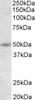 43-078 (1ug/ml) staining of HEK293 lysate (35ug protein in RIPA buffer) . Primary incubation was 1 hour. Detected by chemiluminescence.