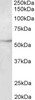 43-091 (2ug/ml) staining of Peripheral Blood Lymphocytes lysate (35ug protein in RIPA buffer) . Detected by chemiluminescence.