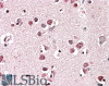 43-092 (0.1ug/ml) staining of Human (A) , Mouse (B) and Rat (C) Heart lysates (35ug protein in RIPA buffer) . Detected by chemiluminescence.