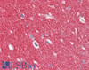 43-106 (2ug/ml) staining of paraffin embedded Human Cerebellum. Microwaved antigen retrieval with citrate buffer pH 6, HRP-staining.