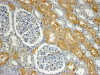 43-110 (4ug/ml) staining of paraffin embedded Human Kidney. Steamed antigen retrieval with Tris/EDTA buffer pH 9, HRP-staining.