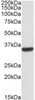 43-126 (0.03ug/ml) staining of Human Liver lysate (35ug protein in RIPA buffer) . Detected by chemiluminescence.