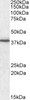 43-127 staining (2ug/ml) of Jurkat lysate (RIPA buffer, 35ug total protein per lane) . Primary incubated for 1 hour. Detected by western blot using chemiluminescence.