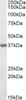 43-130 (2ug/ml) staining of A549 lysate (35ug protein in RIPA buffer) . Primary incubation was 1 hour. Detected by chemiluminescence.