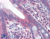 43-132 (3.75ug/ml) staining of paraffin embedded Human Testis. Steamed antigen retrieval with citrate buffer pH 6, AP-staining.