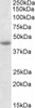 43-145 Negative Control showing staining of paraffin embedded Human Cerebellum, with no primary antibody.