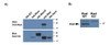 43-153 (0.3ug/ml) staining of K562 (A) , Molt4 (B) and NIH3T3 (C) lysate (35ug protein in RIPA buffer) . Primary incubation was 1 hour. Detected by chemiluminescence.