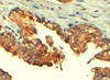 45-181 (4ug/ml) staining of paraffin embedded Human Prostate. Steamed antigen retrieval with citrate buffer pH 6, HRP-staining.