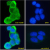 43-158 (0.01ug/ml) staining of NIH3T3 (A) , Mouse Testis (B) and Rat Testis (C) lysates (35ug protein in RIPA buffer) . Primary incubation was 1 hour. Detected by chemiluminescence.