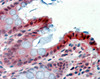 45-070 (2.5ug/ml) staining of paraffin embedded Human Colon. Steamed antigen retrieval with citrate buffer pH 6, AP-staining.