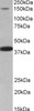 43-171 (1ug/ml) staining of Rat Ovary lysate (35ug protein in RIPA buffer) . Detected by chemiluminescence.