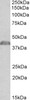 43-190 Flow cytometric analysis of paraformaldehyde fixed HeLa cells (blue line) , permeabilized with 0.5% Triton. Primary incubation 1hr (10ug/ml) followed by Alexa Fluor 488 secondary antibody (1ug/ml) . IgG control: Unimmunized goat IgG (black line) fol