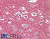 43-209 (5ug/ml) staining of paraffin embedded Human Small Intestine. Steamed antigen retrieval with citrate buffer pH 6, AP-staining.
