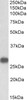 43-212 (0.3ug/ml) staining of Pig Heart lysate (35ug protein in RIPA buffer) . Primary incubation was 1 hour. Detected by chemiluminescence.