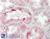 43-251 (5ug/ml) staining of paraffin embedded Human Liver. Steamed antigen retrieval with citrate buffer pH 6, AP-staining.