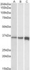 43-259 (0.3ug/ml) staining of Human Kidney lysate (35ug protein in RIPA buffer) . Detected by chemiluminescence.