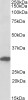 43-264 (1ug/ml) staining of NIH3T3 lysate (35ug protein in RIPA buffer) . Detected by chemiluminescence.