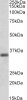 43-276 (1ug/ml) staining of Human Heart lysate (35ug protein in RIPA buffer) . Primary incubation was 1 hour. Detected by chemiluminescence.