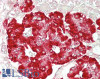 43-284 (2ug/ml) staining of secretions from Human primary airway cells in culture (lanes 1 and 2) , and in Human Bronchoalveolar Lavage fluid (lanes 3 and 4) . Data obtained from Dr. C Bingle, AURM, University of Sheffield, UK. Primary incubation was 1 ho