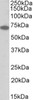 43-310 (1.5ug) immunoprecipitation from lysates of MK5/ERK3 double knockout MEFs, with (third lane) and without (fourth lane) rescued MK5/ERK3 expression through retroviral transduction. The corresponding lysates (first and second lane resp.) were analyz