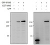 43-311 and EB11928 (1.5ug) immunoprecipitations from lysates of MK5/ERK3 double knockout MEFs, with (third and fifth lanes) and without (fourth and sixth lanes) rescued MK5/ERK3 expression through retroviral transduction. The corresponding lysates (first