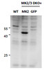 HEK293 lysate (10ug protein in RIPA buffer) overexpressing Mouse MK5-GFP (first lane) or Mouse MK2-GFP (second lane) probed with EB11927 (0.5ug/ml) in right panel and with 43-312 (0.5ug/ml) on left panel, Primary incubations were for 2 hours. Detected by