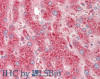 43-313 (0.5ug/ml) staining of MEF lysates (35ug protein in RIPA buffer) , from double KO mice in second and third lanes and rescued by introduction of MK2 gene in second lane. Primary incubation was 2 hour. Detected by chemiluminescence.