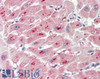 43-319 (5ug/ml) staining of paraffin embedded Human Spleen. Steamed antigen retrieval with citrate buffer pH 6, AP-staining.