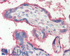 43-330 (5ug/ml) staining of paraffin embedded Human Colon. Steamed antigen retrieval with citrate buffer pH 6, AP-staining.