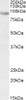 HEK293 lysate (10ug protein in RIPA buffer) overexpressing Human PIM2 with C-terminal MYC tag probed with 43-335 (0.1ug/ml) in Lane A and probed with anti-MYC Tag (1/1000) in lane C. Mock-transfected HEK293 probed with 43-335 (0.1mg/ml) in Lane B. Prima