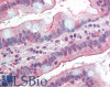 43-336 (5ug/ml) staining of paraffin embedded Human Small Intestine. Steamed antigen retrieval with citrate buffer pH 6, AP-staining.