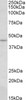 HEK293 overexpressing Human HIC1 and probed with 43-339 (0.5ug/ml) with the mock transfection in second lane. Data obtained from Dr. D. Leprince, CNRS UMR 8161, Institut de Biologie de LILLE, France