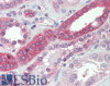 43-360 (1ug/ml) staining of Human (A) and Mouse (B) Kidney lysate (35ug protein in RIPA buffer) . Detected by chemiluminescence.