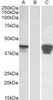 43-363 (0.1ug/ml) staining of Jurkat (A) and NIH3T3 (B) nuclear lysates (35ug protein in RIPA buffer) . Primary incubation was 1 hour. Detected by chemiluminescence.