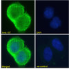 43-371 (1ug/ml) staining of Rat Retina lysate (35ug protein in RIPA buffer) . Detected by chemiluminescence.