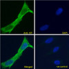 43-371 (5ug/ml) staining of paraffin embedded Human Retina. Steamed antigen retrieval with citrate buffer pH 6, AP-staining.