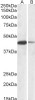 43-372 (0.3ug/ml) staining of HepG2 lysate (35ug protein in RIPA buffer) . Detected by chemiluminescence.