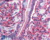 45-452 (2.5ug/ml) staining of paraffin embedded Human Small Intestine. Steamed antigen retrieval with citrate buffer pH 6, AP-staining.