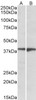 43-392 (0.1ug/ml) staining of K562 lysate (35ug protein in RIPA buffer) . Detected by chemiluminescence.