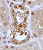 43-422 (0.3ug/ml) staining of HeLa nuclear lysate (35ug protein in RIPA buffer) . Primary incubation was 1 hour. Detected by chemiluminescence.